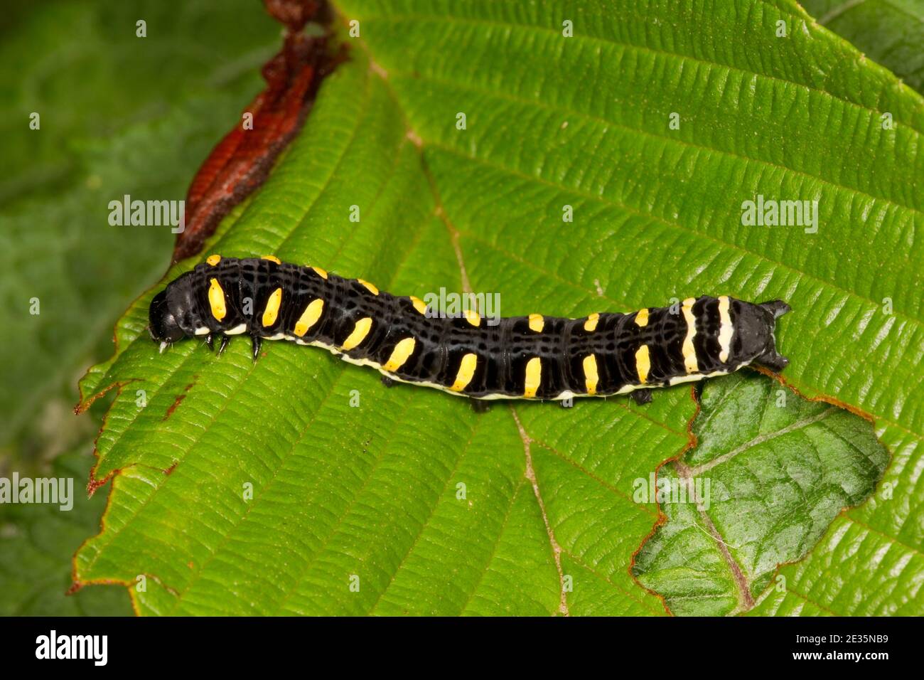 Larva di lepidoptera non identificato che si alimenta su foglia di Alnus acuminata, betulaceae. Foto Stock