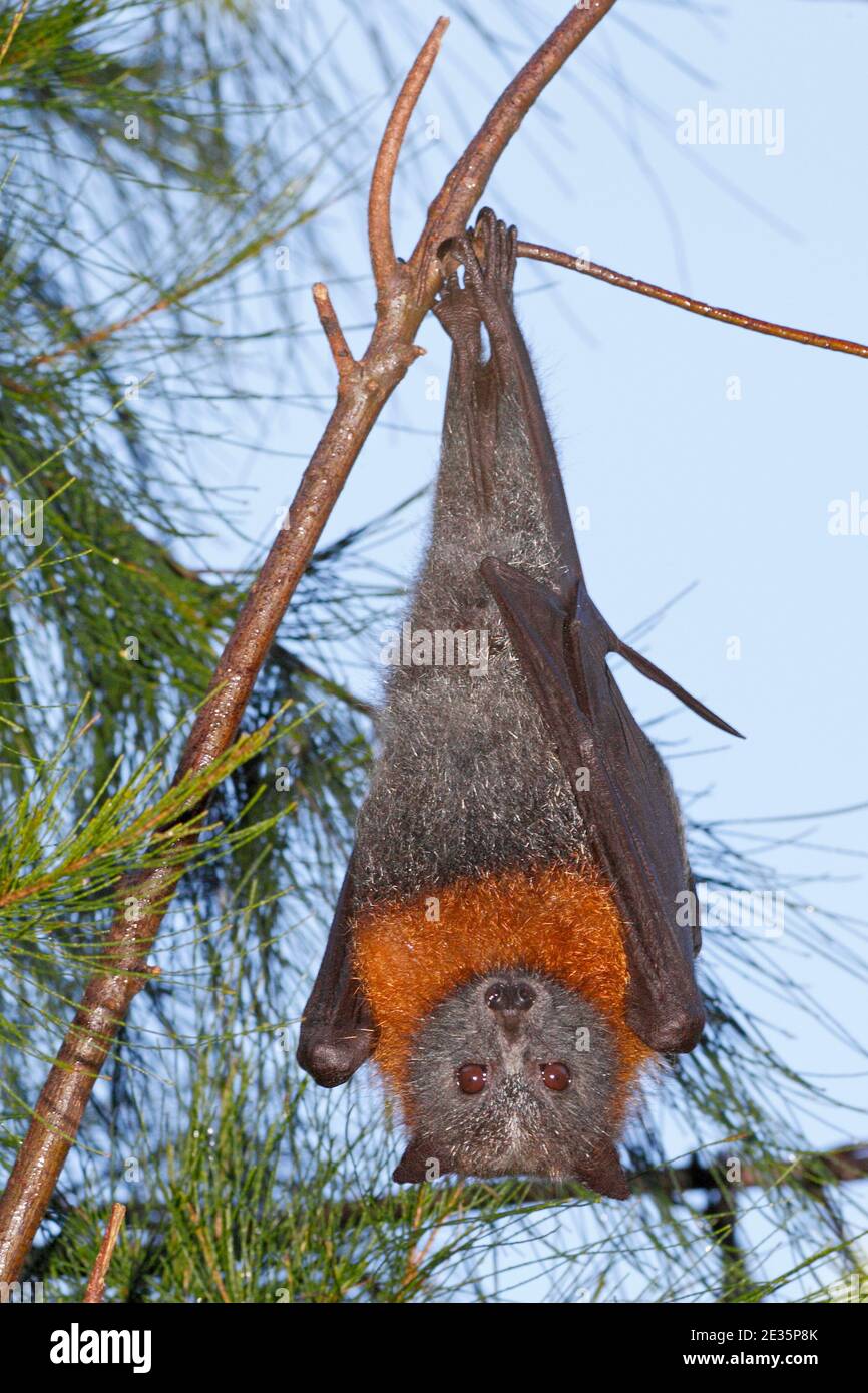 Volpe con testa grigia, Pteropus poliocephalus. Appeso da un ramo. Specie vulnerabile. Vedere di seguito Foto Stock