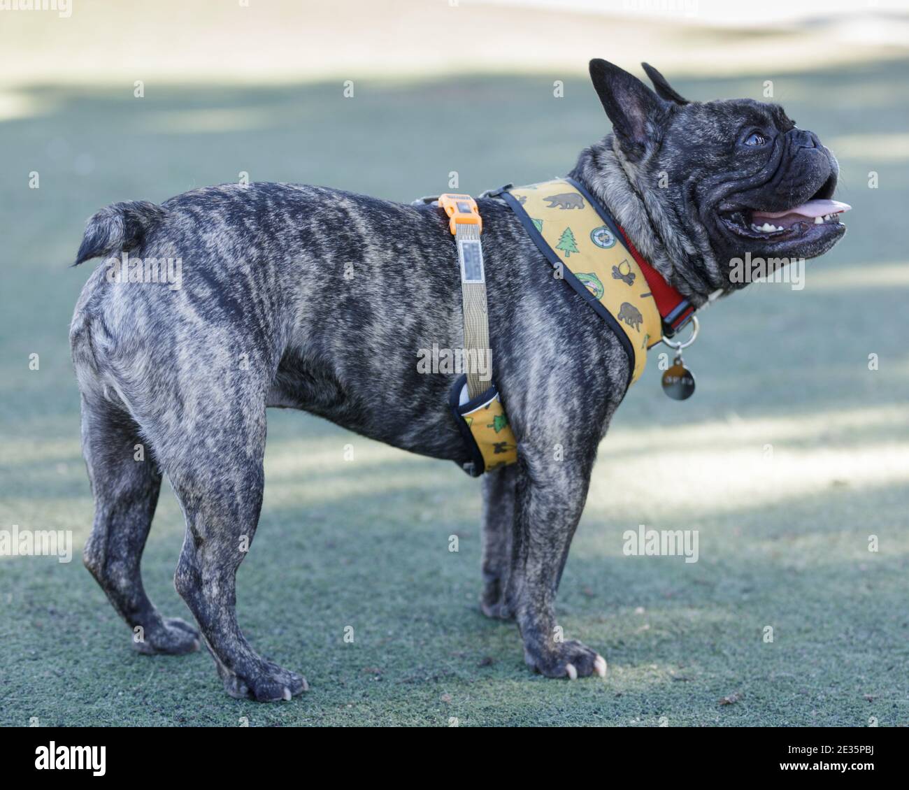 Brindate il cucciolo francese Bulldog in piedi e guardando in alto Foto Stock