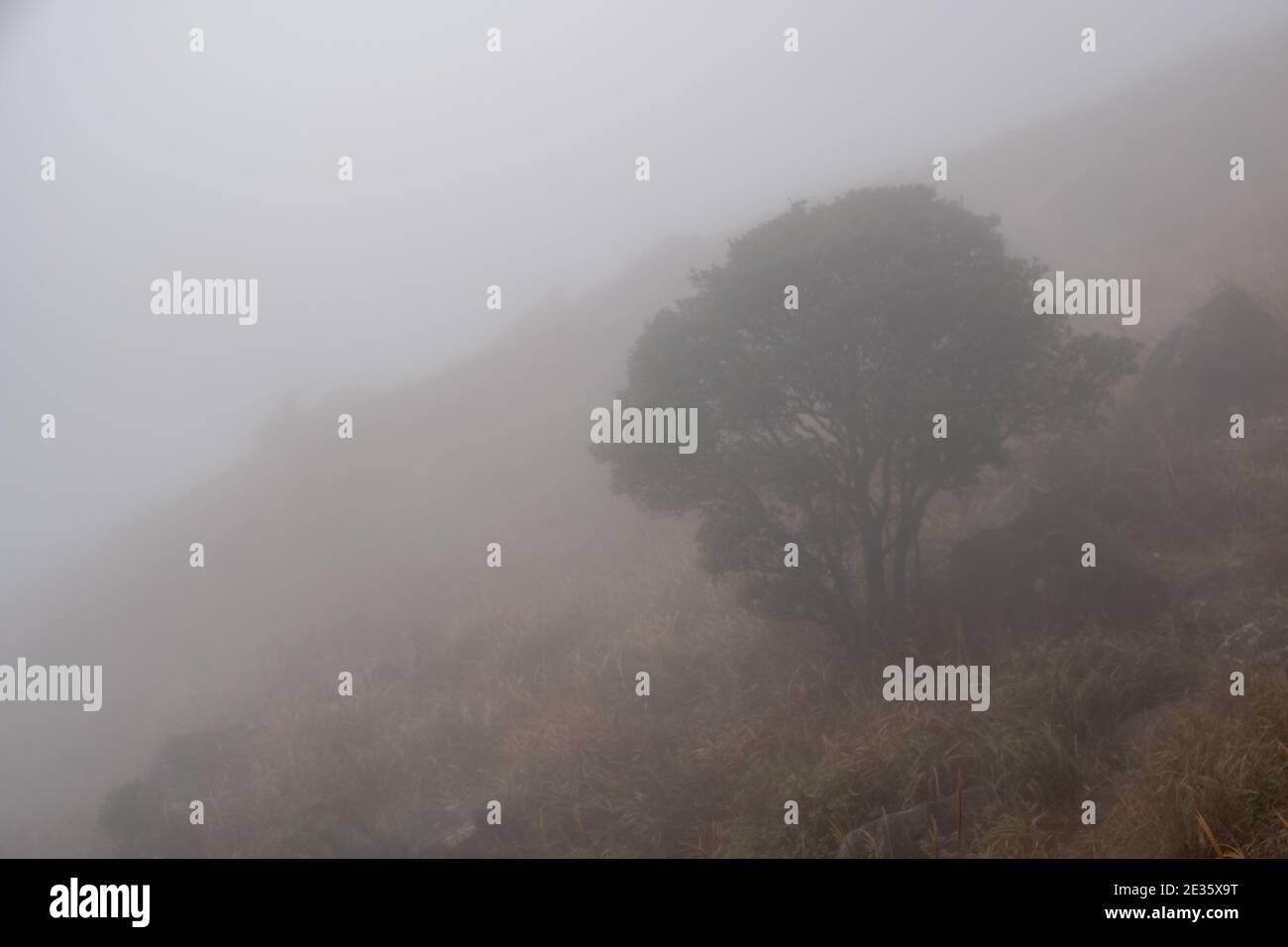 Nella nebbia dell'isola di Lantau, l'inverno rivela una bellezza inquietante, mentre gli alberi si stagliano nel mistero, invitando alla serena contemplazione lungo sentieri nebbiosi Foto Stock