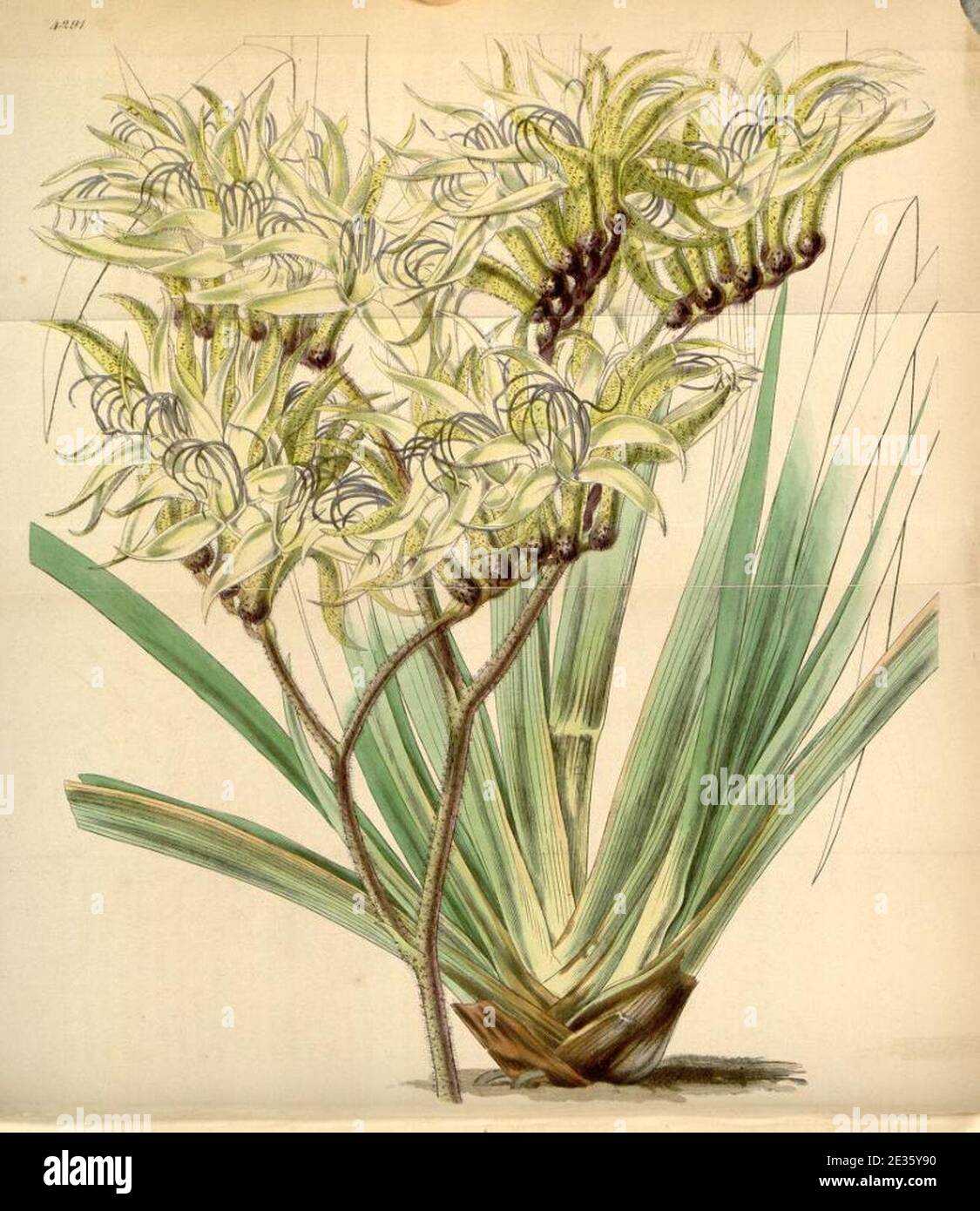 Macropidia fuliginosa (come Anigozanthos fuliginosa) - Curtis' 73 (Ser. 3 n. 3) pl. 4291 (1847). Foto Stock