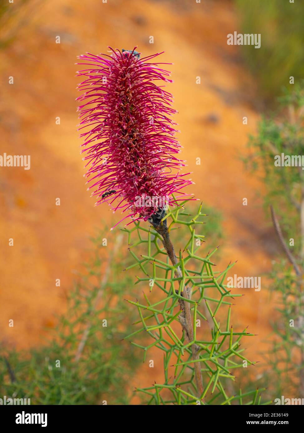 Un fiore viola con formica durante la primavera occidentale dell'Australia stagione Foto Stock