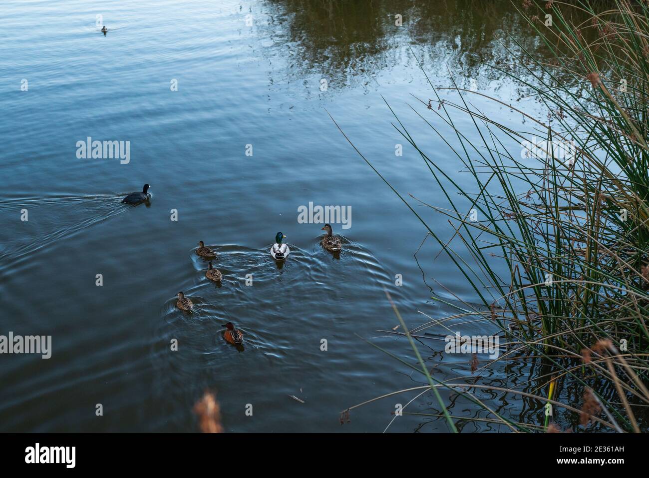 Oso Flaco Lago al tramonto, e uccelli. Oso Flaco è un lago d'acqua dolce ed è un rifugio per uccelli locali e migratori Foto Stock
