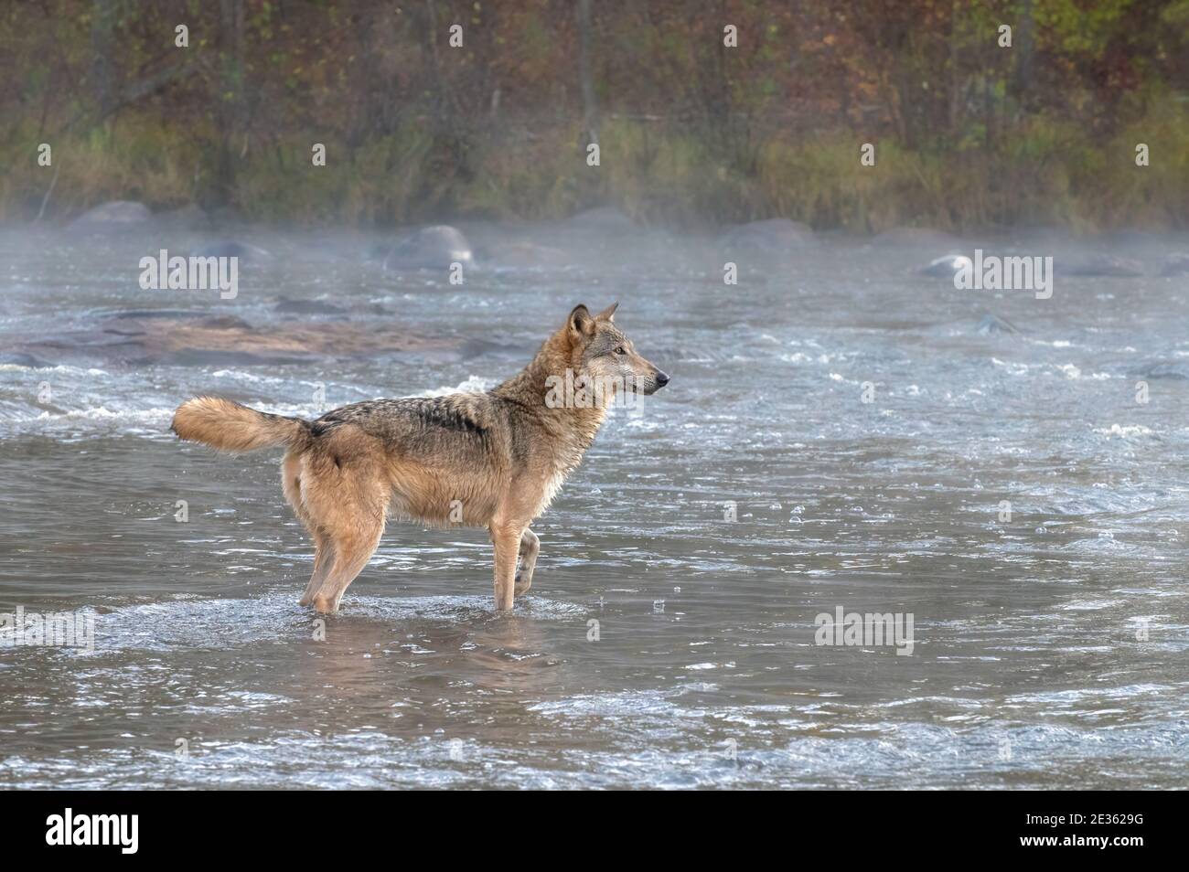 Gray Wolf che attraversa un fiume Misty a Dawn Foto Stock