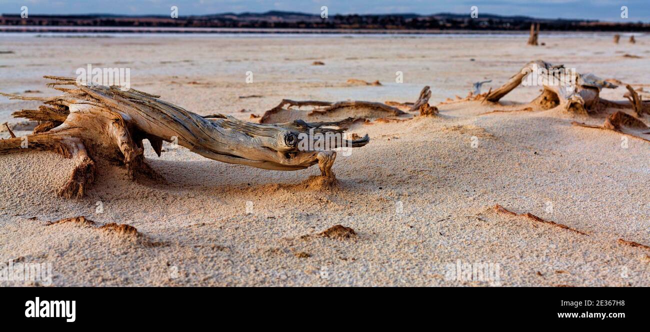 Dead Trees, Lake Ninan Salt Lake, Victoria Plains, Australia Occidentale Foto Stock