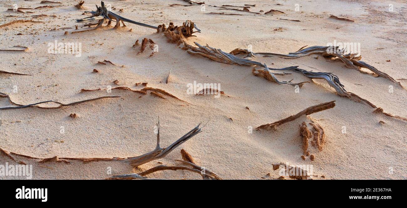 Alberi morti, Lago Ninan, Victoria Plains, Australia Occidentale Foto Stock