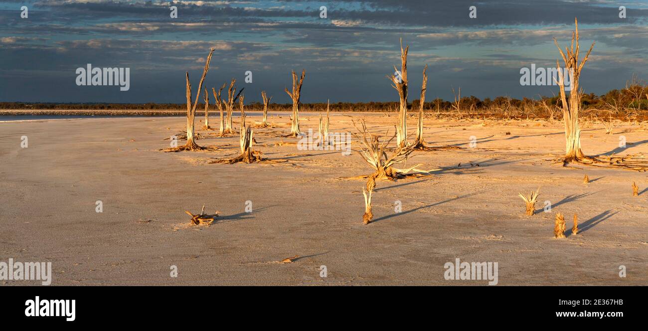 Dead Trees, Lake Ninan Salt Lake, Victoria Plains, Australia Occidentale Foto Stock