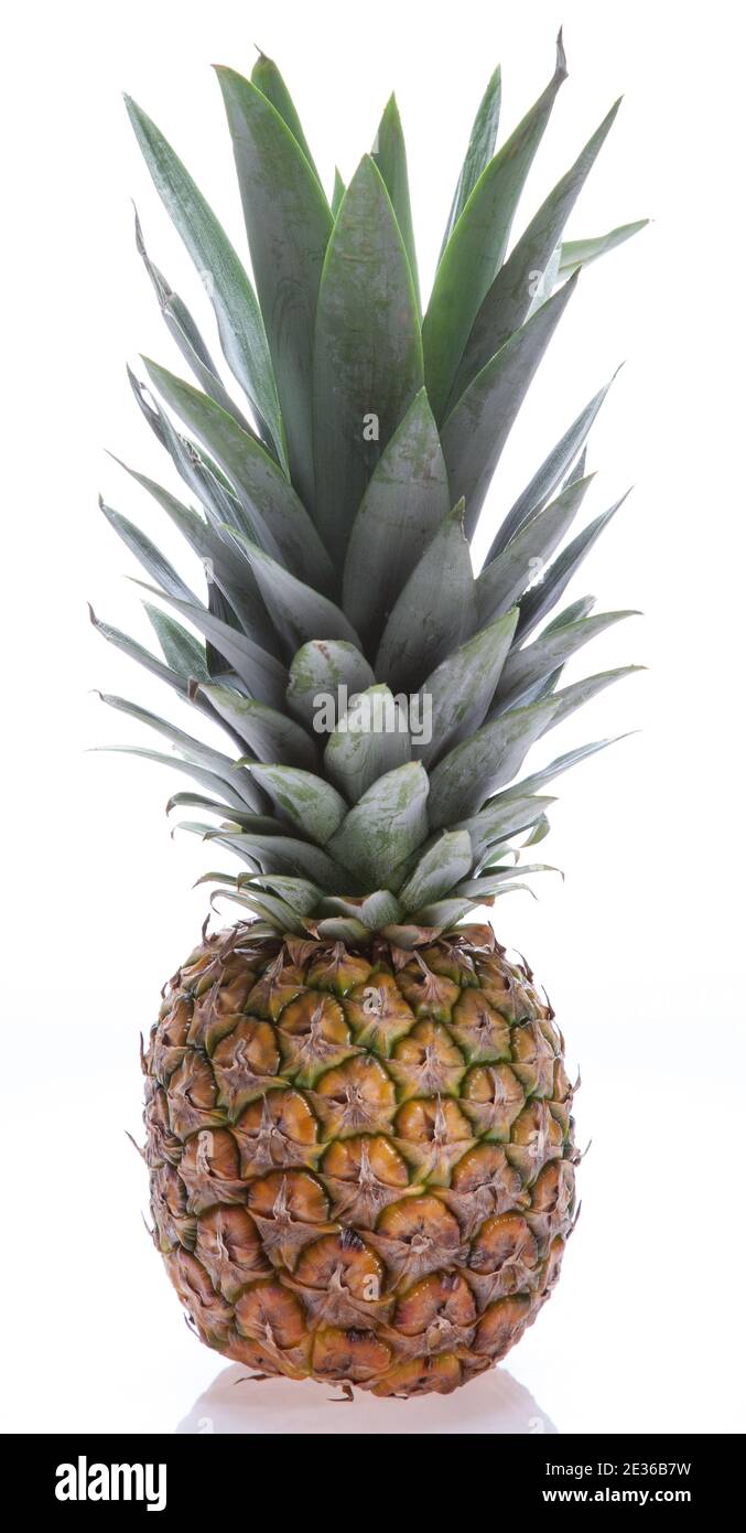 Ananas, ananas (ananas comosus) Foto Stock