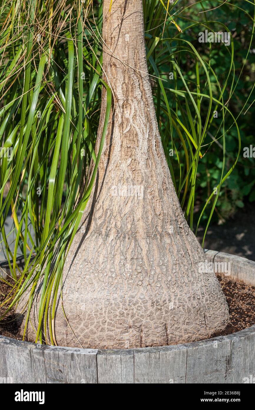 Coda di cavallo Palm, Flasklilja (Beaucarnea Recurvata) Foto Stock