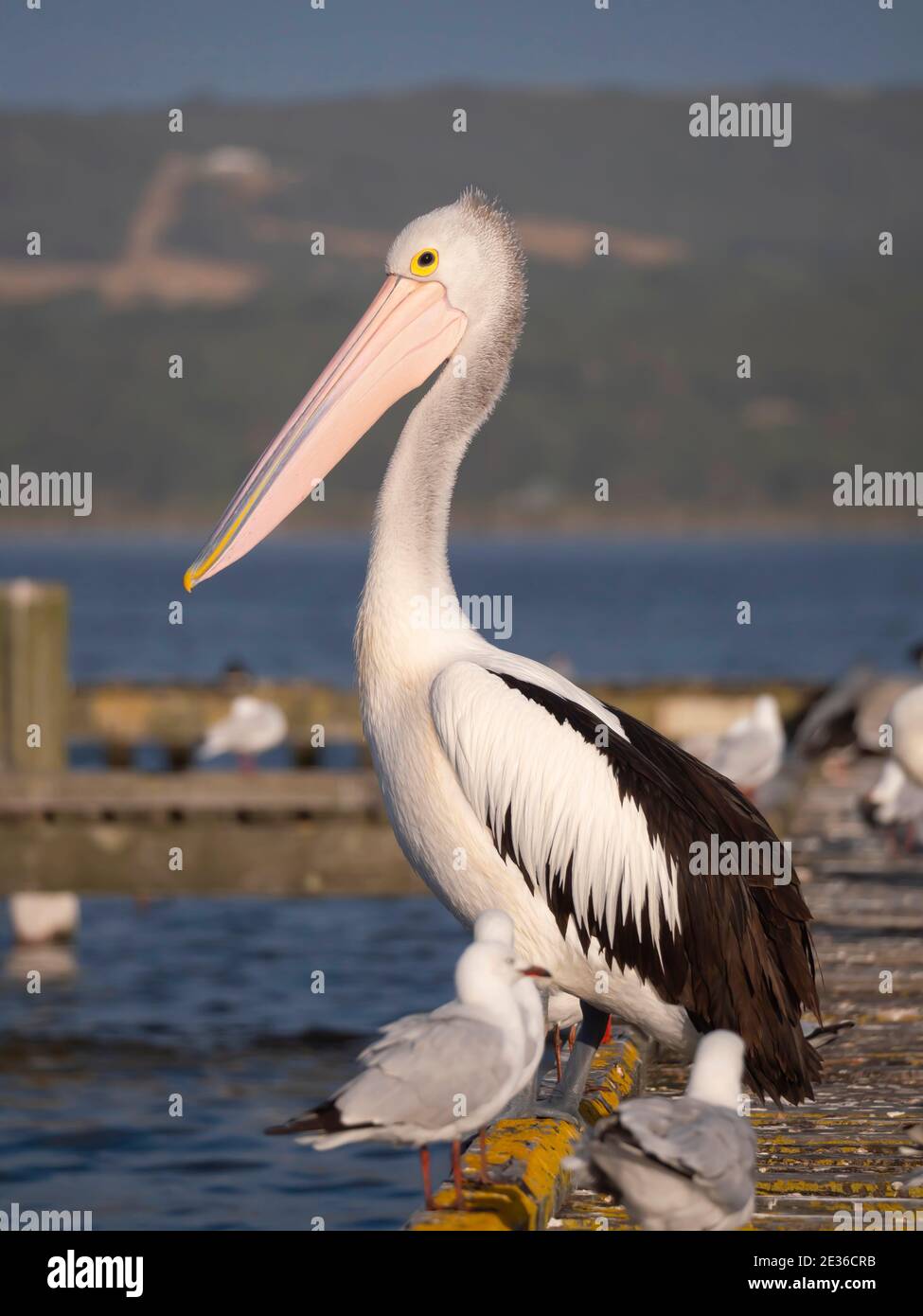 Un pellicano australiano, il Pelecanus cospicillatus, seduto su un molo con altri uccelli marini e gabbiani a Oyster Harbour, Albany Australia Occidentale. Foto Stock