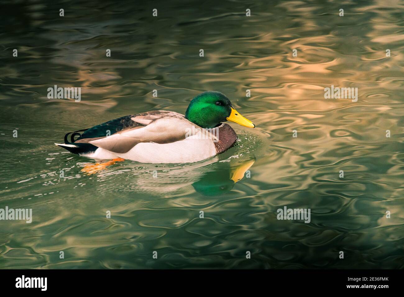 Uccelli e animali nel concetto di fauna selvatica. Incredibile anatra mallard nuota in lago o fiume con acqua blu sotto il paesaggio del sole. Primo piano prospettiva di fu Foto Stock