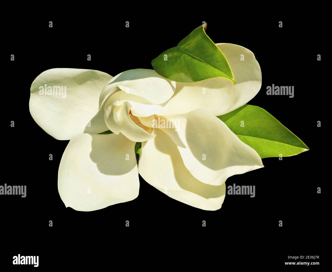 Fiore bianco della magnolia Meridionale - Magnolia grandiflora. Isolato su sfondo nero Foto Stock
