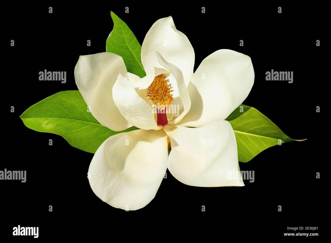 Fiore bianco di magnolia - Magnolia grandiflora - isolato sopra sfondo nero Foto Stock