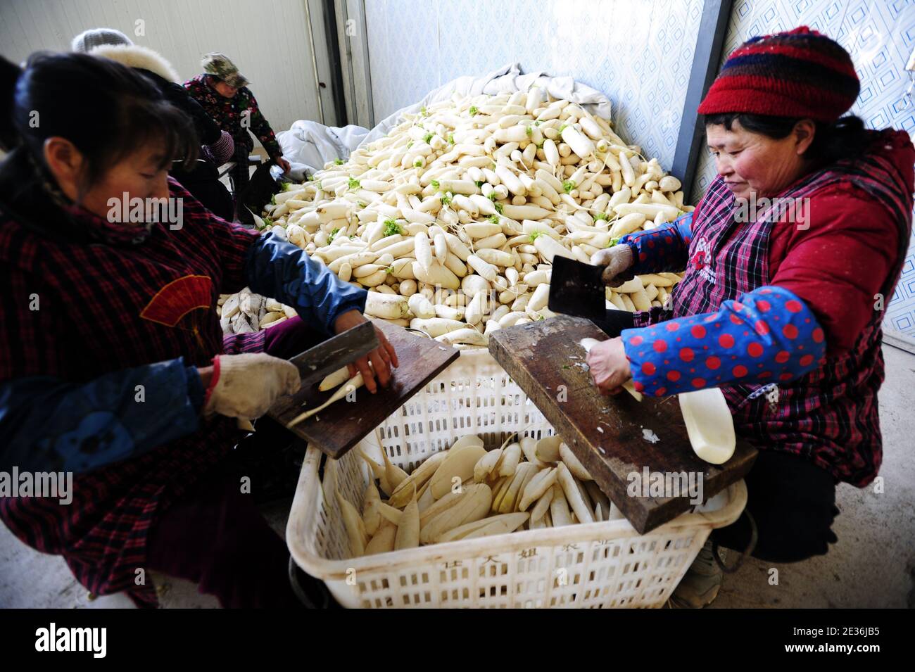I contadini locali raccolgono i ravanelli bianchi e li asciugano nel villaggio di Guangyi, Shimen Township, Yunyang County, Chongqing, Cina, 14 gennaio 2021. Rad. Essiccato Foto Stock