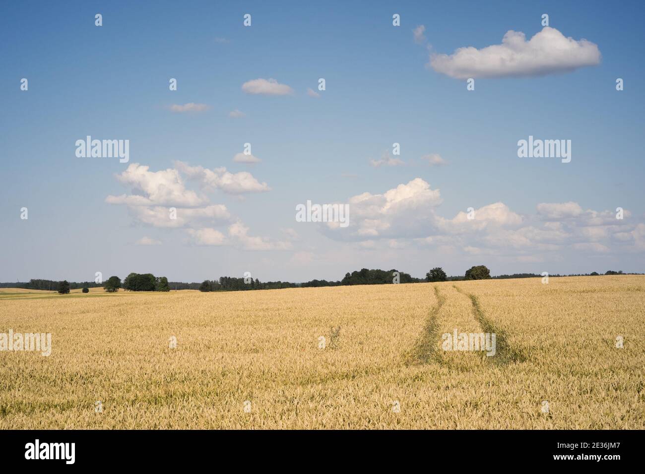 Grano maturo campo di grano sotto un cielo blu Foto Stock