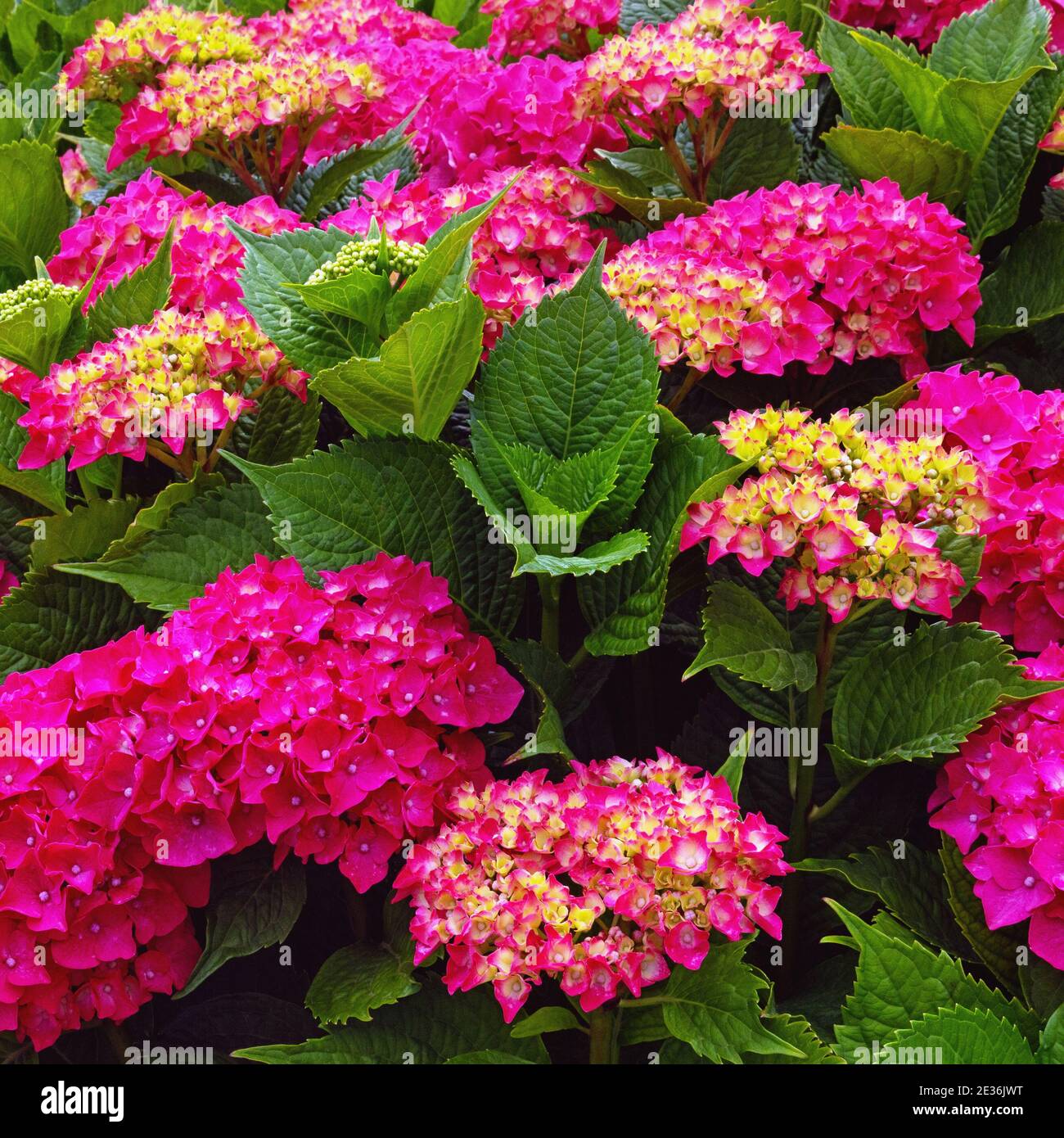 Fiori luminosi di idrangea - Hydrangea macrophylla - in giardino Foto Stock