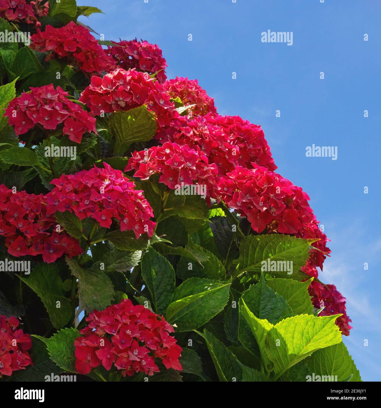 Fiori rossi di idrangea ( Hydrangea macrophylla ) in giardino nella soleggiata giornata estiva Foto Stock