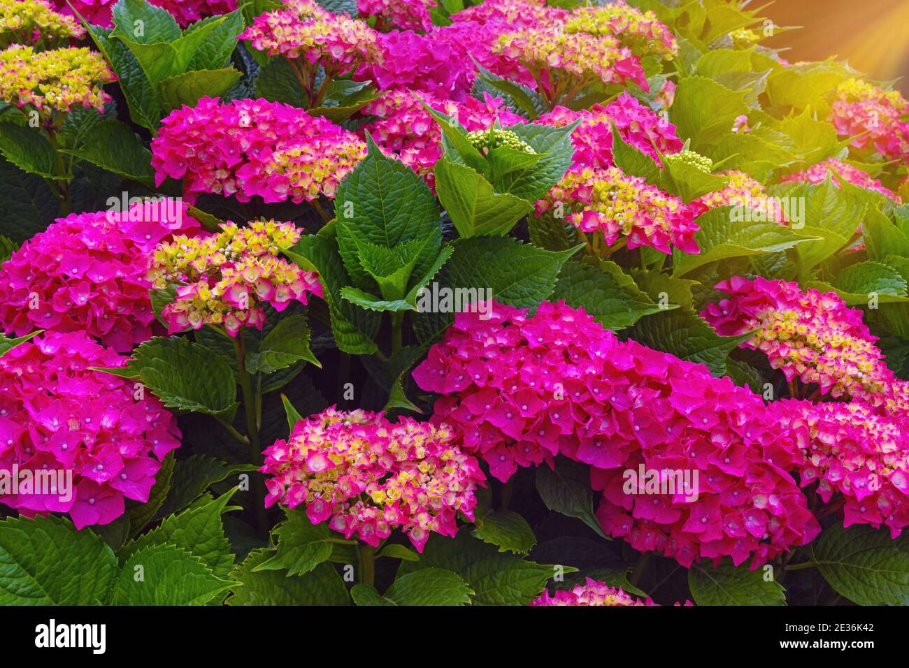 Fiori luminosi di idrangea ( Hydrangea macrophylla ) in giardino il giorno di sole Foto Stock