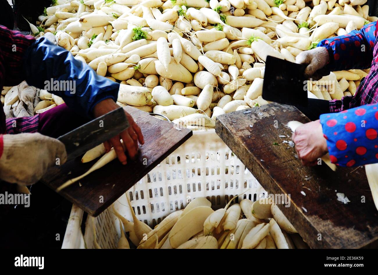 I contadini locali raccolgono i ravanelli bianchi e li asciugano nel villaggio di Guangyi, Shimen Township, Yunyang County, Chongqing, Cina, 14 gennaio 2021. Rad. Essiccato Foto Stock