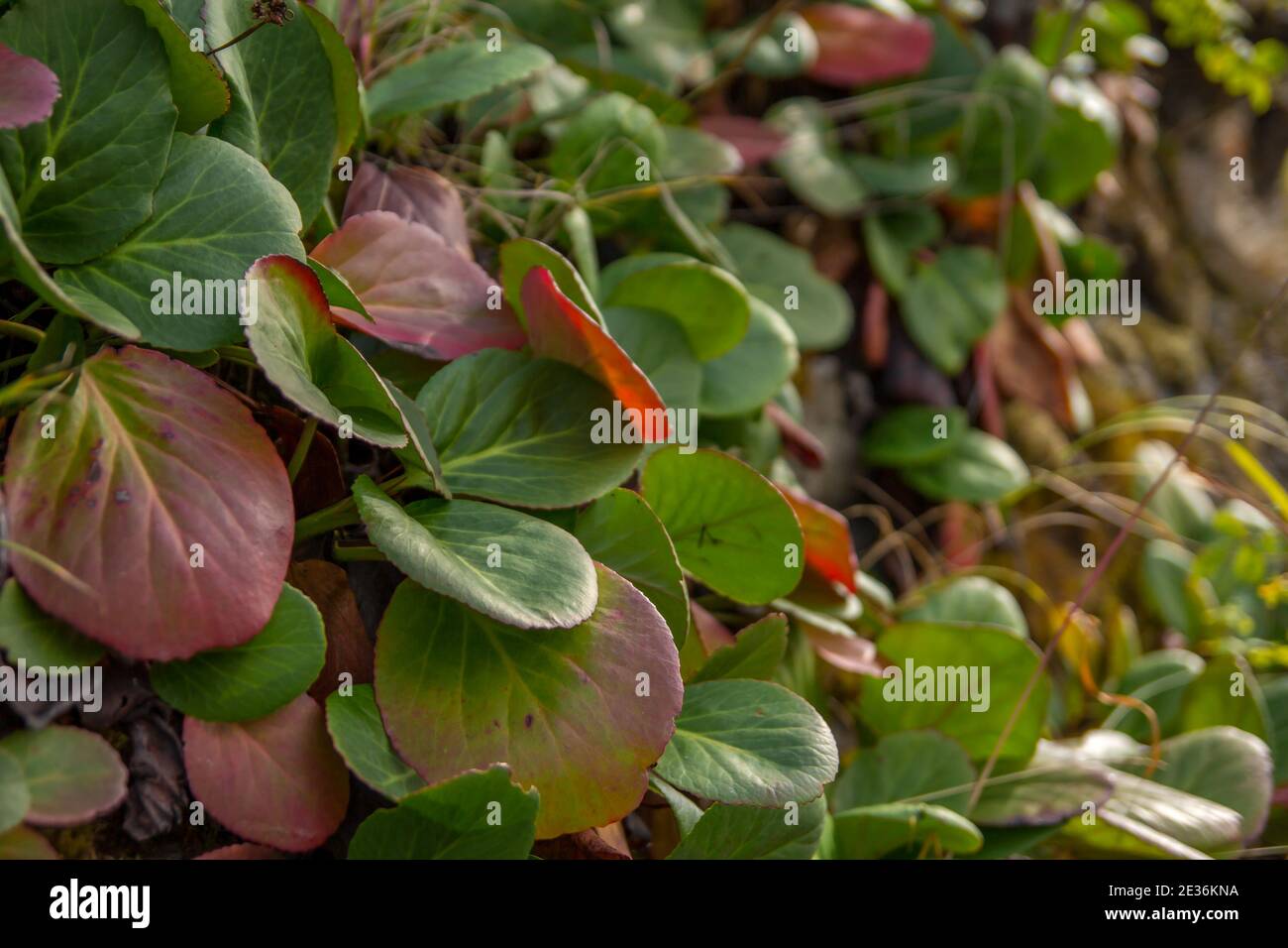I cespugli di bergenia crescono sul pendio. Lascia Badan. Foto Stock