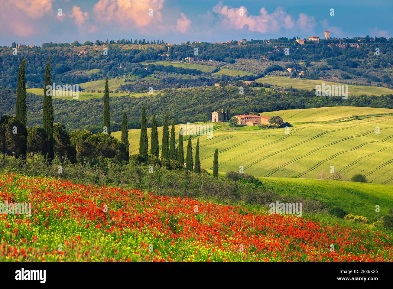 Estate Toscana paesaggio con fiori di papavero rosso e campi di grano. Bella cappella Vitaleta e Pienza sulla collina in background, Toscana, Italia, Europa Foto Stock