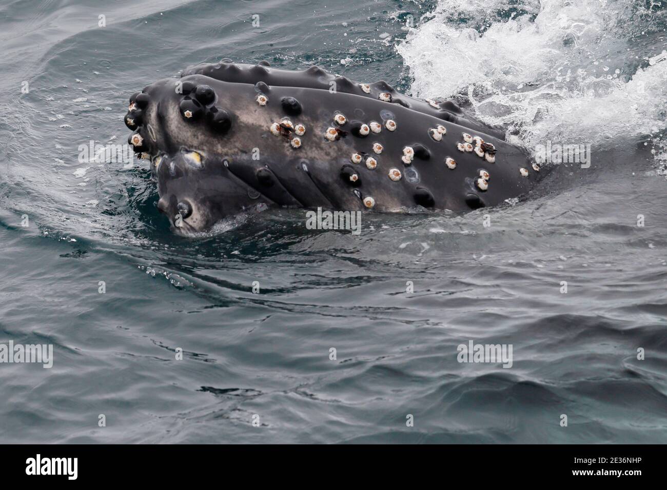 Megattere (Megaptera novaeangliae), con i barnacoli visibili in testa, Drake Passage, Oceano Atlantico meridionale 16 dicembre 2015 Foto Stock