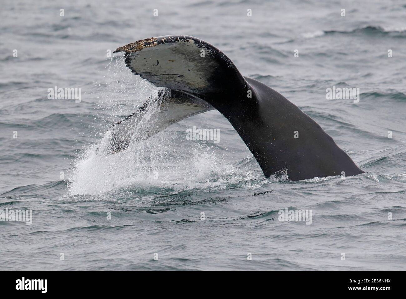 Coda flukes di una balena Humpback (Megaptera novaeangliae), Drake Passage, Oceano Atlantico del Sud 17 dicembre 2015 Foto Stock