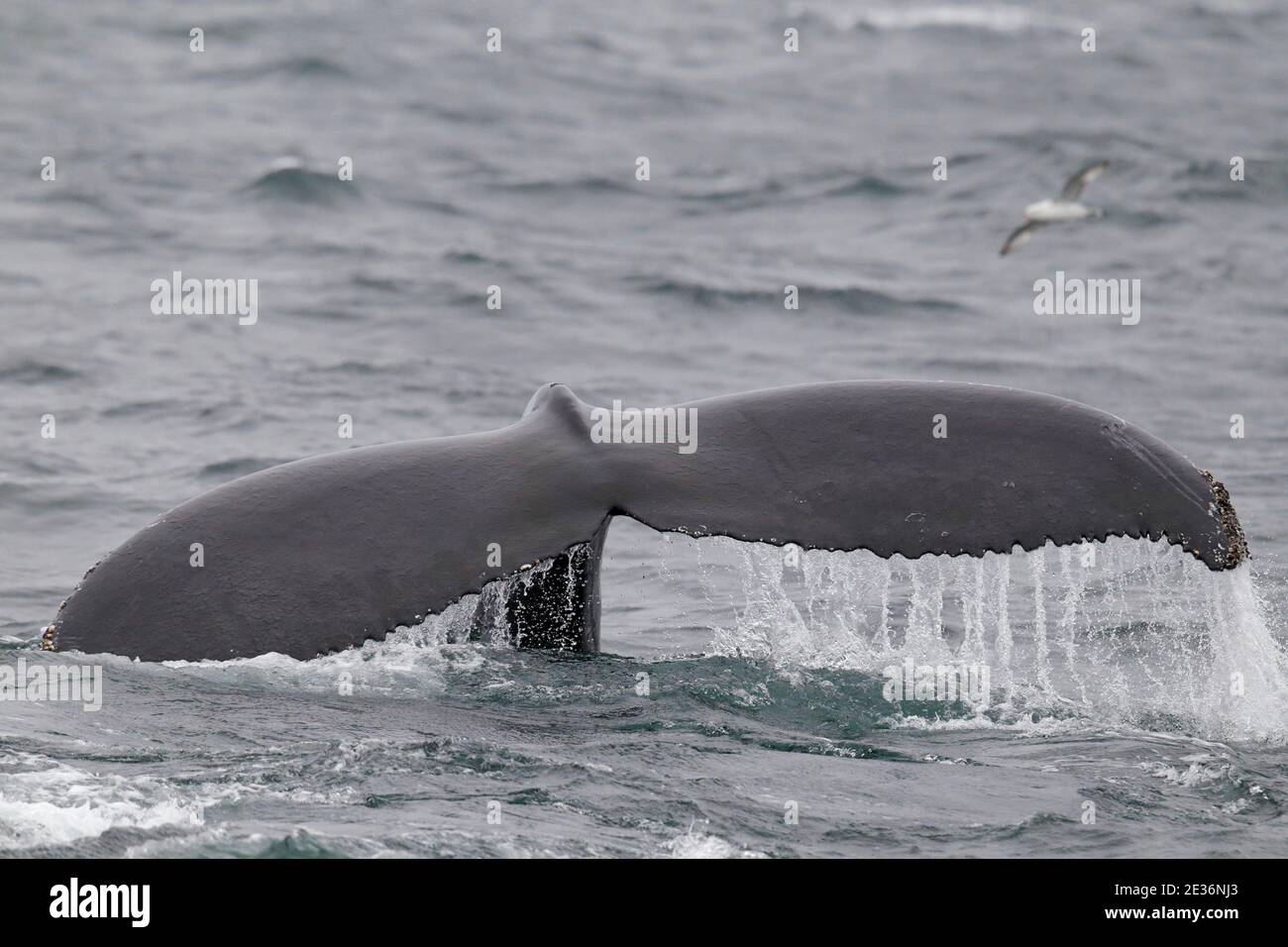 Coda flukes di una balena Humpback (Megaptera novaeangliae), Drake Passage, Oceano Atlantico del Sud 17 dicembre 2015 Foto Stock