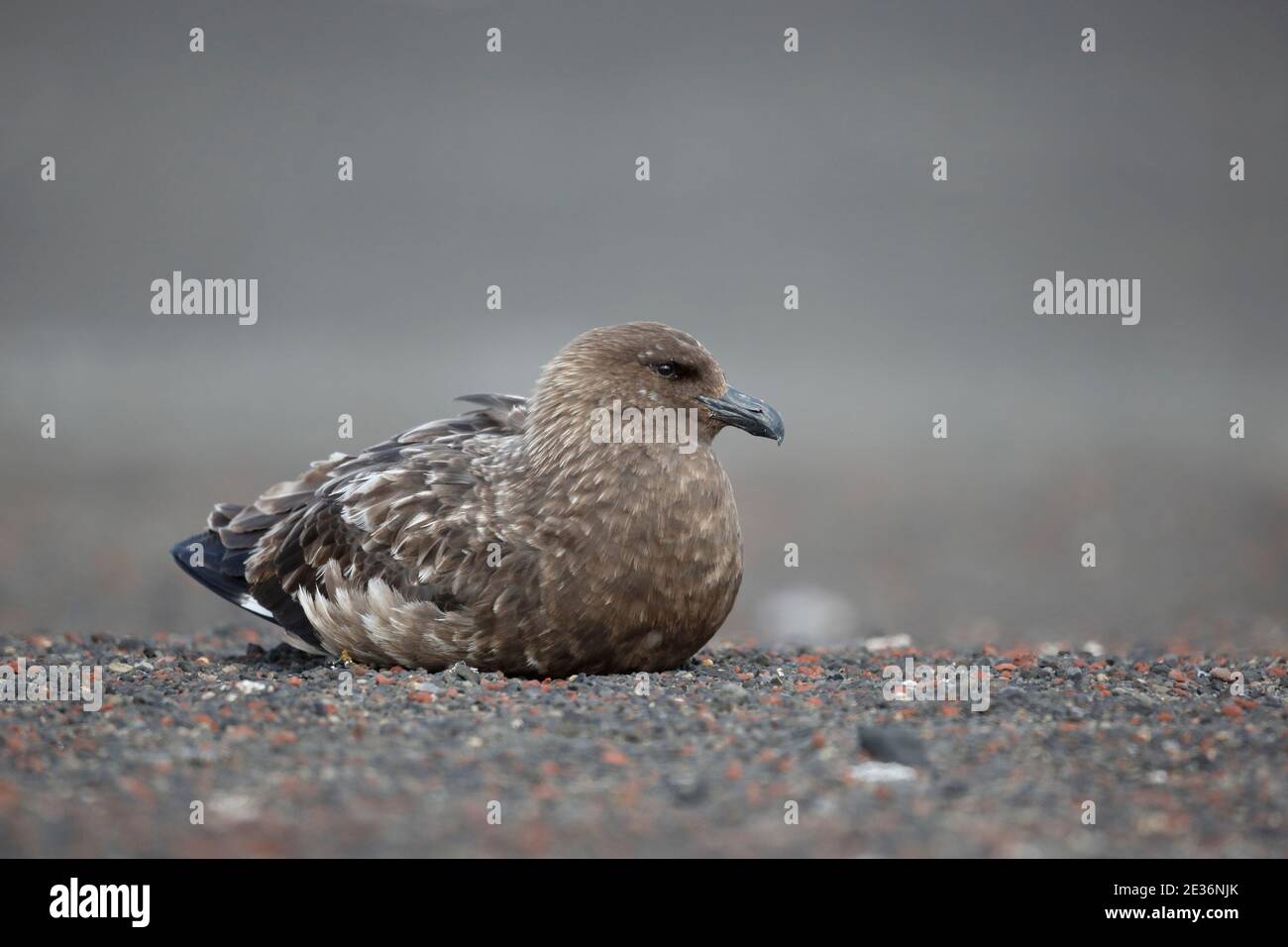 Subantartico (marrone) Skua (Catharacta (antartide) lonnbergi), Baia dei balenieri, Isola d'inganno, Shetlands meridionali, Antartide 14 dicembre 2015 Foto Stock