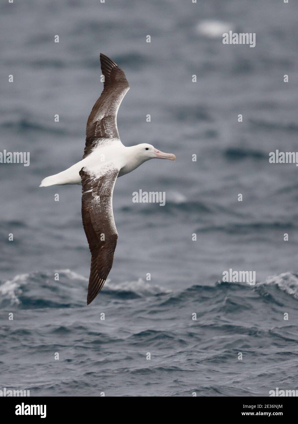 Southern Royal Albatross (Diomedea epomophora), in volo, vista dorsale, Drake Passage, vicino alla Penisola Antartica 18 dicembre 2015 Foto Stock