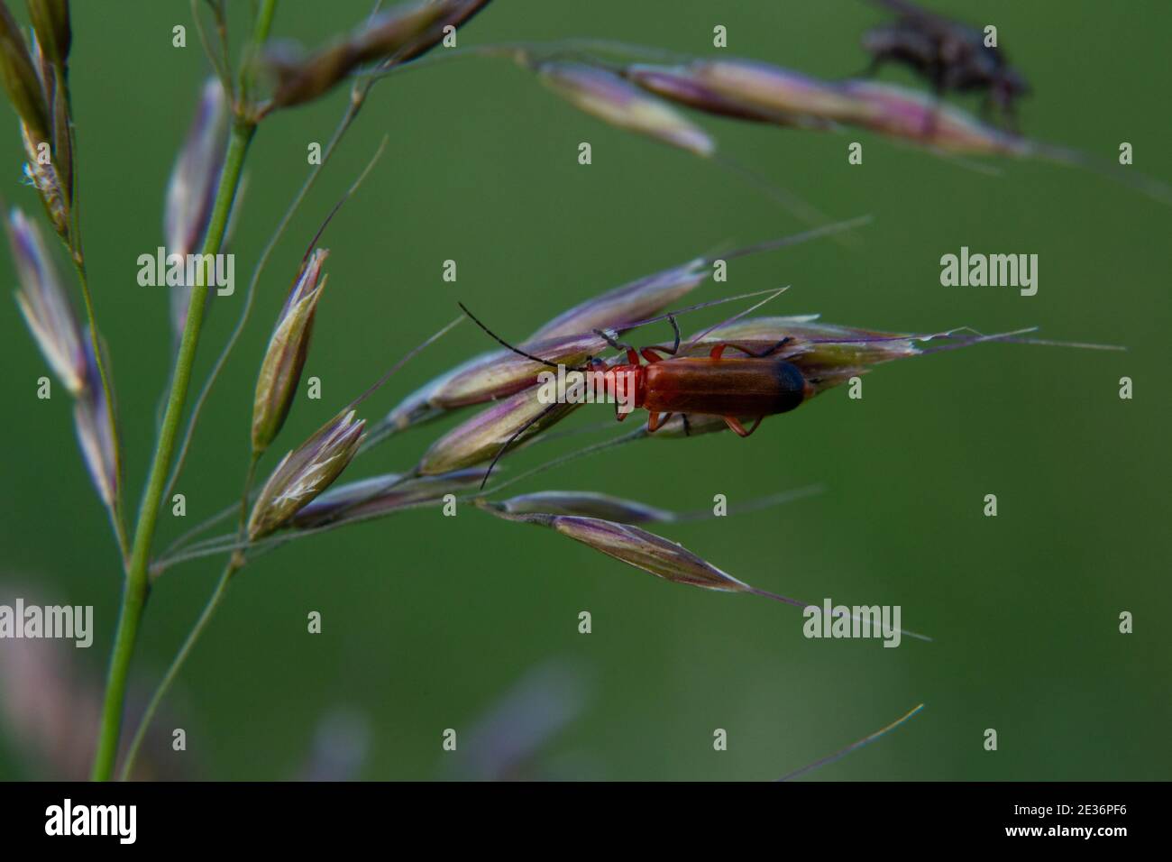 Soldato rosso comune coleottero su un gambo di erba Foto Stock