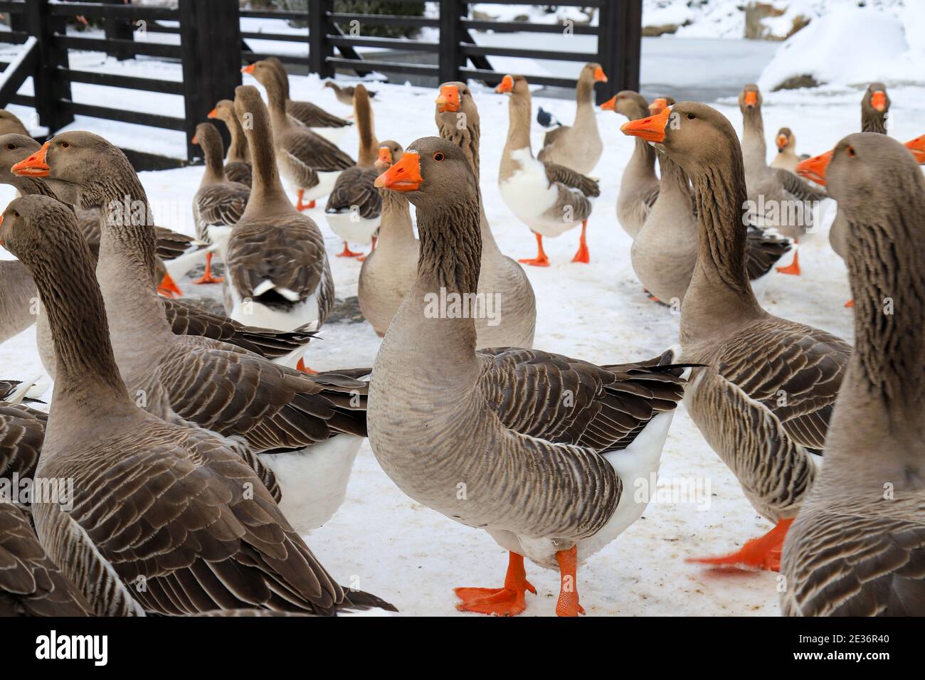 Bella pediatra grigia, oche grasse con rossicchi passeggiata in fattoria in inverno. Allevamento di oca, oche ingrassate, uccelli di uccelli acquatici, pollame. Cibo gourmet Foto Stock