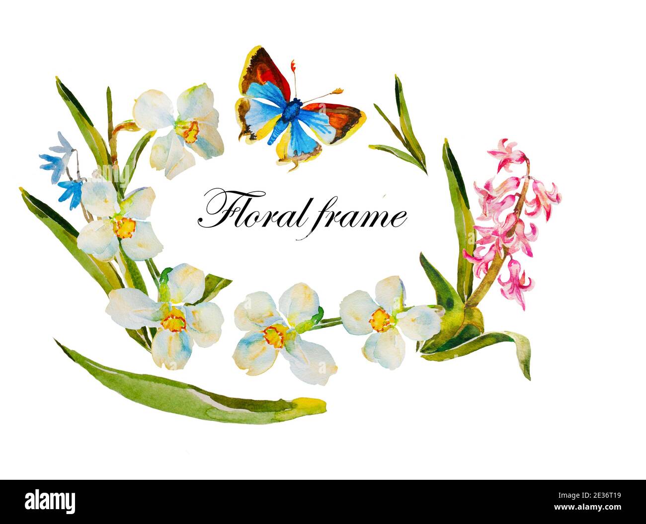 Cornice ovale Watecolor con narcisi bianchi, giacinto rosa e primi fiori blu primavera e farfalla blu bordo diagonale originale su sfondo bianco Foto Stock