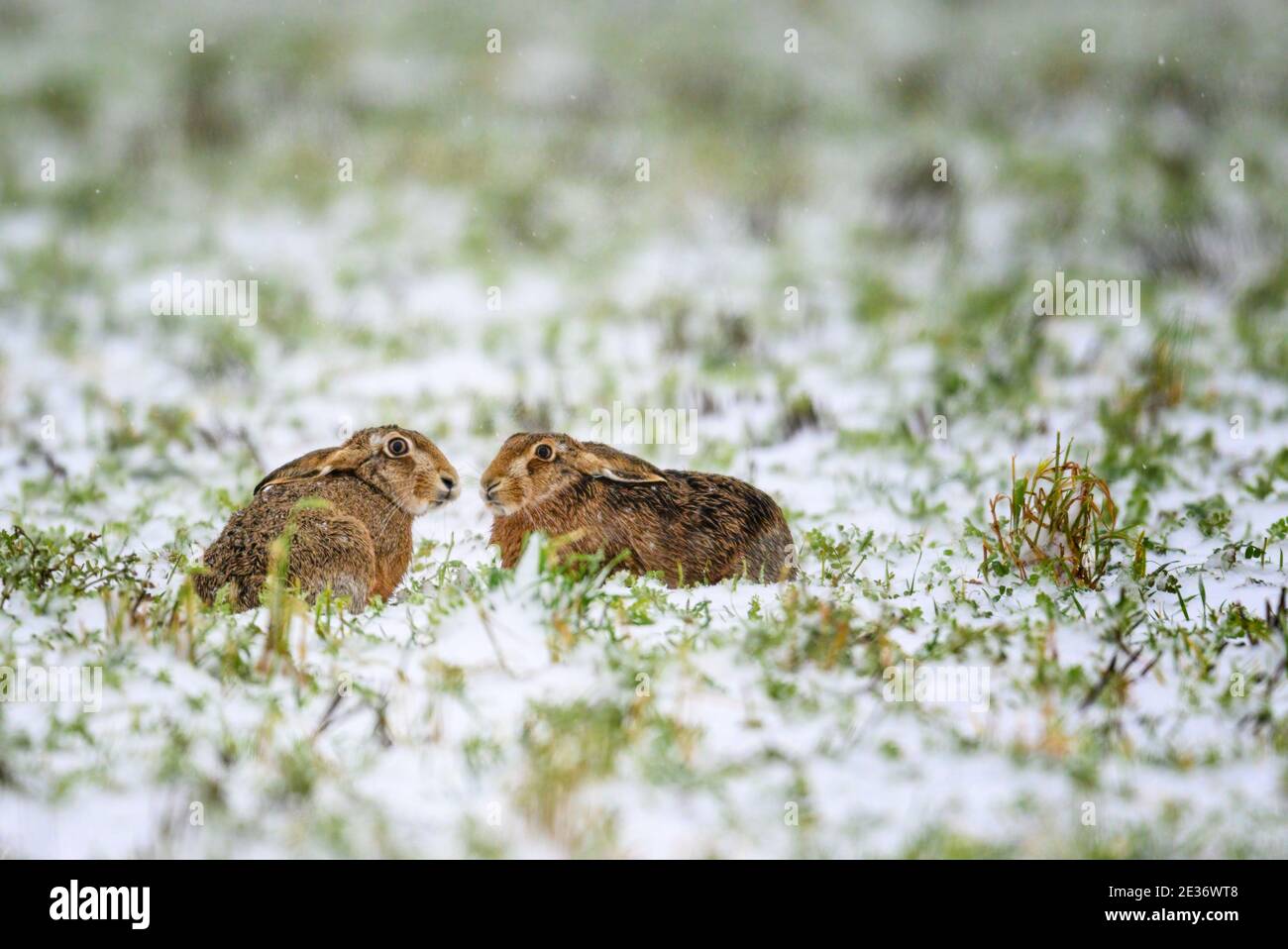 Coppia di Browns Hares Lepus europaeus sedette in un raccolto arabile coperto di neve. Foto Stock