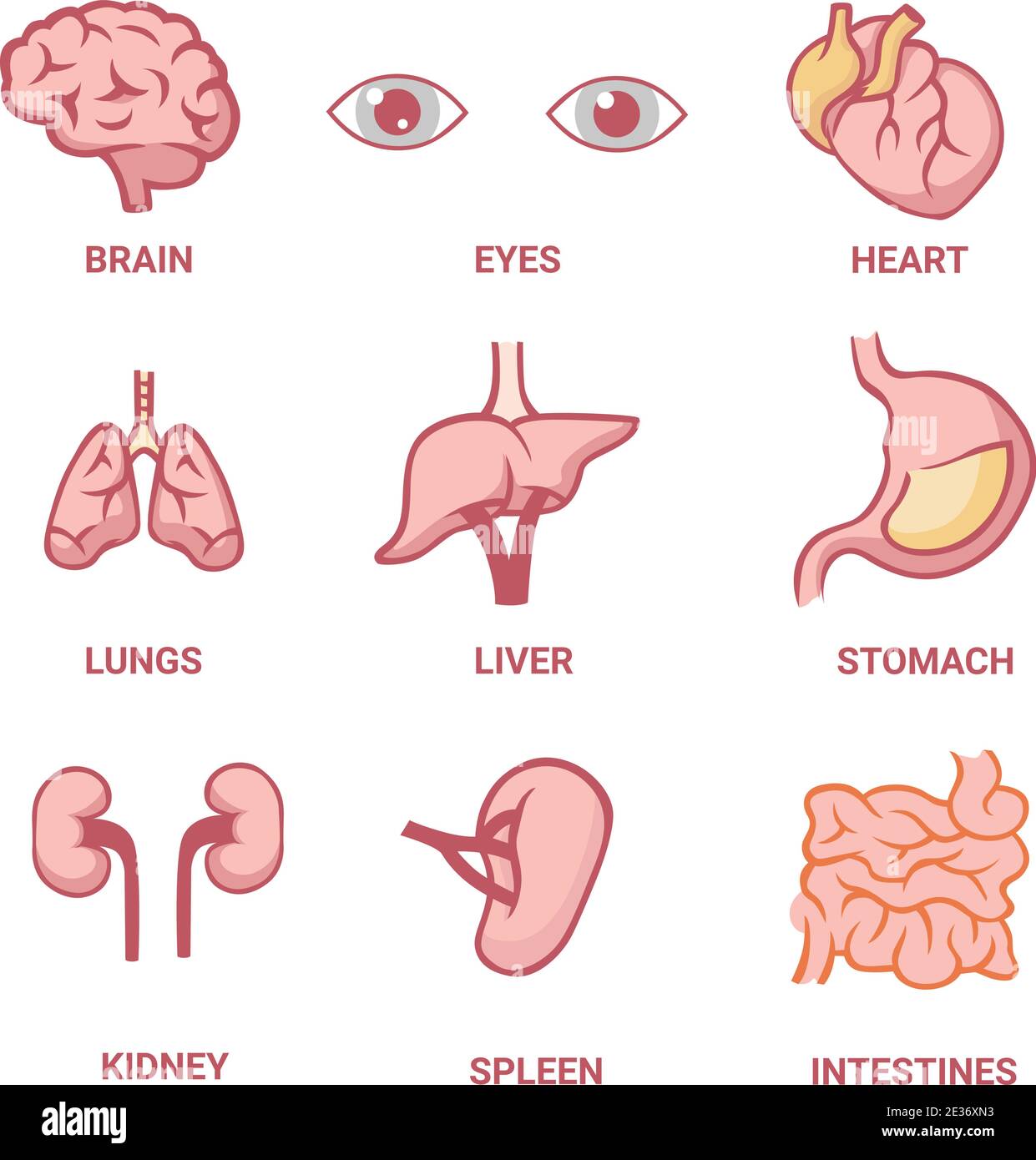 Organi umani. Anatomia del fegato e struttura occhio che lavora polmoni reni anatomici e intestino spesso. Illustrazione Vettoriale