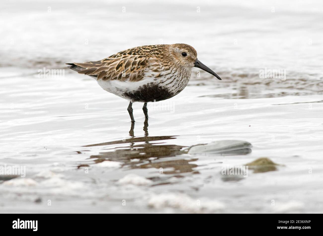 L'estate è crollata Dunlin, Calidris alpina, nutrendo il lago di Loch fragile, Isola di Skye, Scozia, 26 maggio 2015. Foto Stock