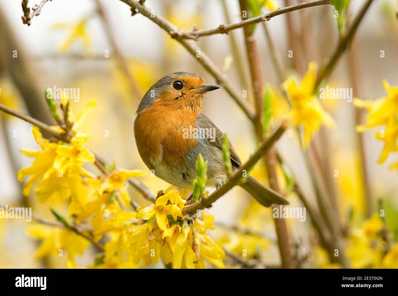 Robin, Erithacus rubecula, in fiore Forsythia Bush in un giardino a Harwell, Oxfordshire, 24 aprile 2016. Foto Stock