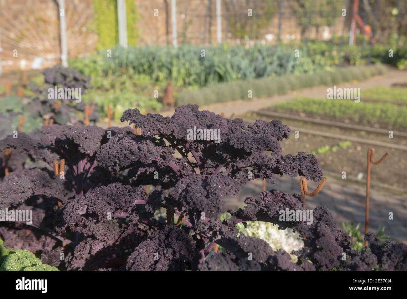 Crop d'autunno di origine coltivato viola organico Leaved Redbor Kale (Brassica oleracea 'Acephala Group') Crescere su un'assegnazione in un orto Foto Stock