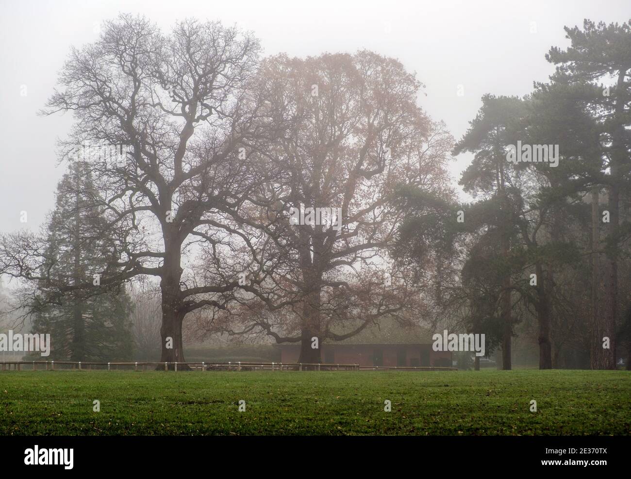 Alberi alti nella nebbia a Pinner Memorial Park, Pinner, Northwest London, Harrow, Middlesex, Regno Unito Foto Stock