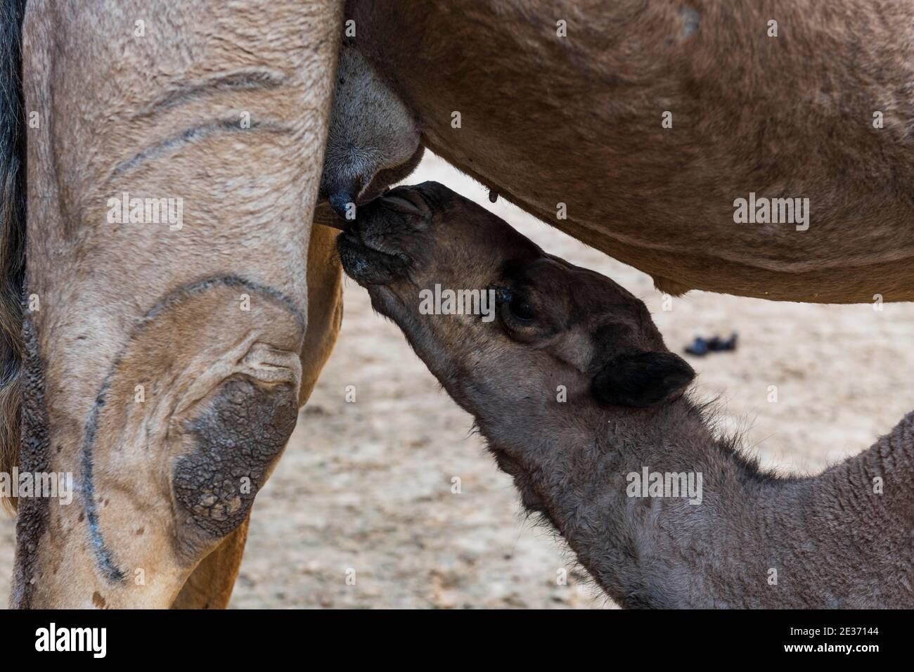 Giovane cammello che beve a sua madre, altopiano di Ennedi, Ciad Foto Stock