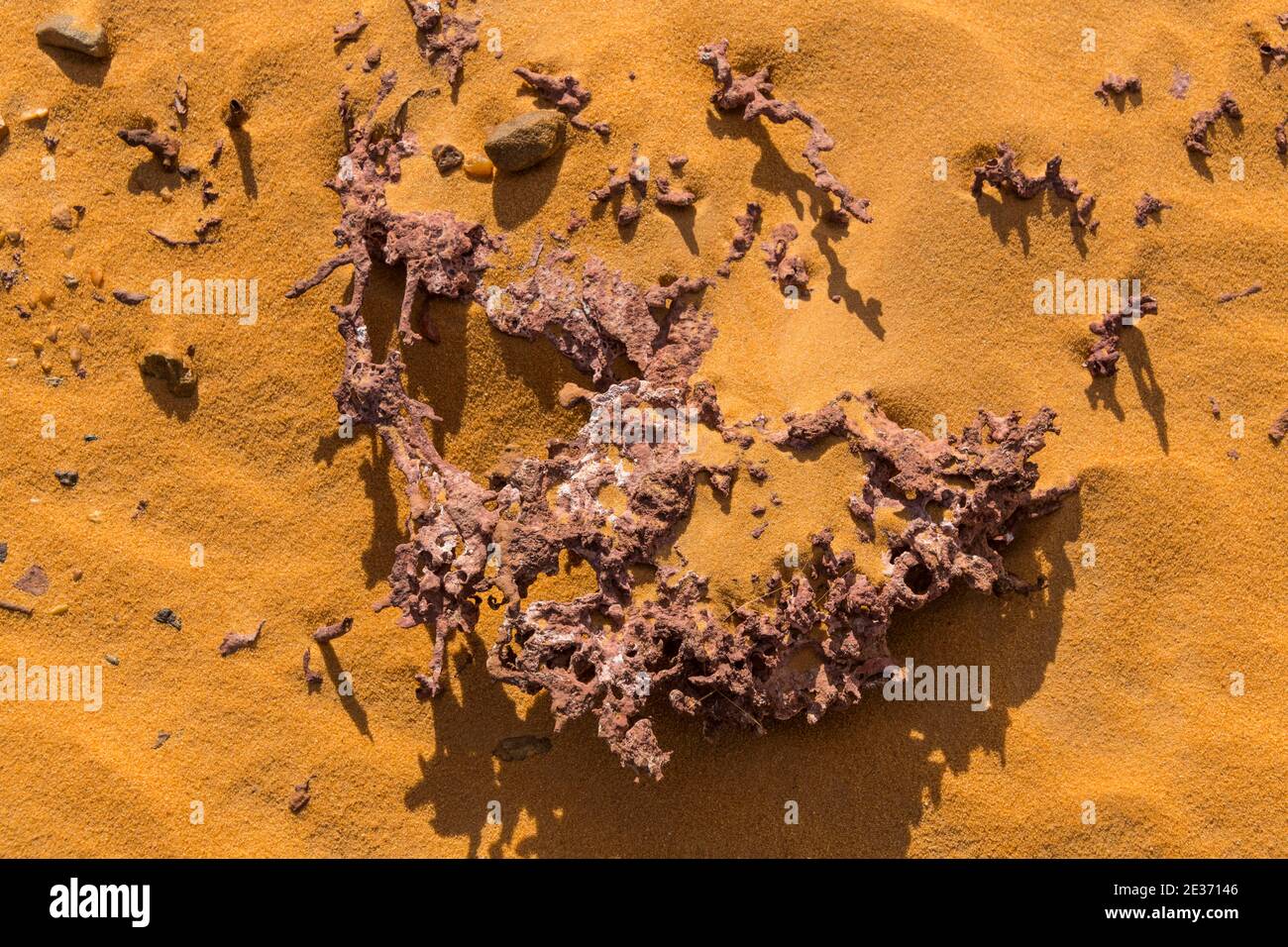 Antichi fossili di corallo nella sabbia del Sahara, a nord del Ciad Foto Stock