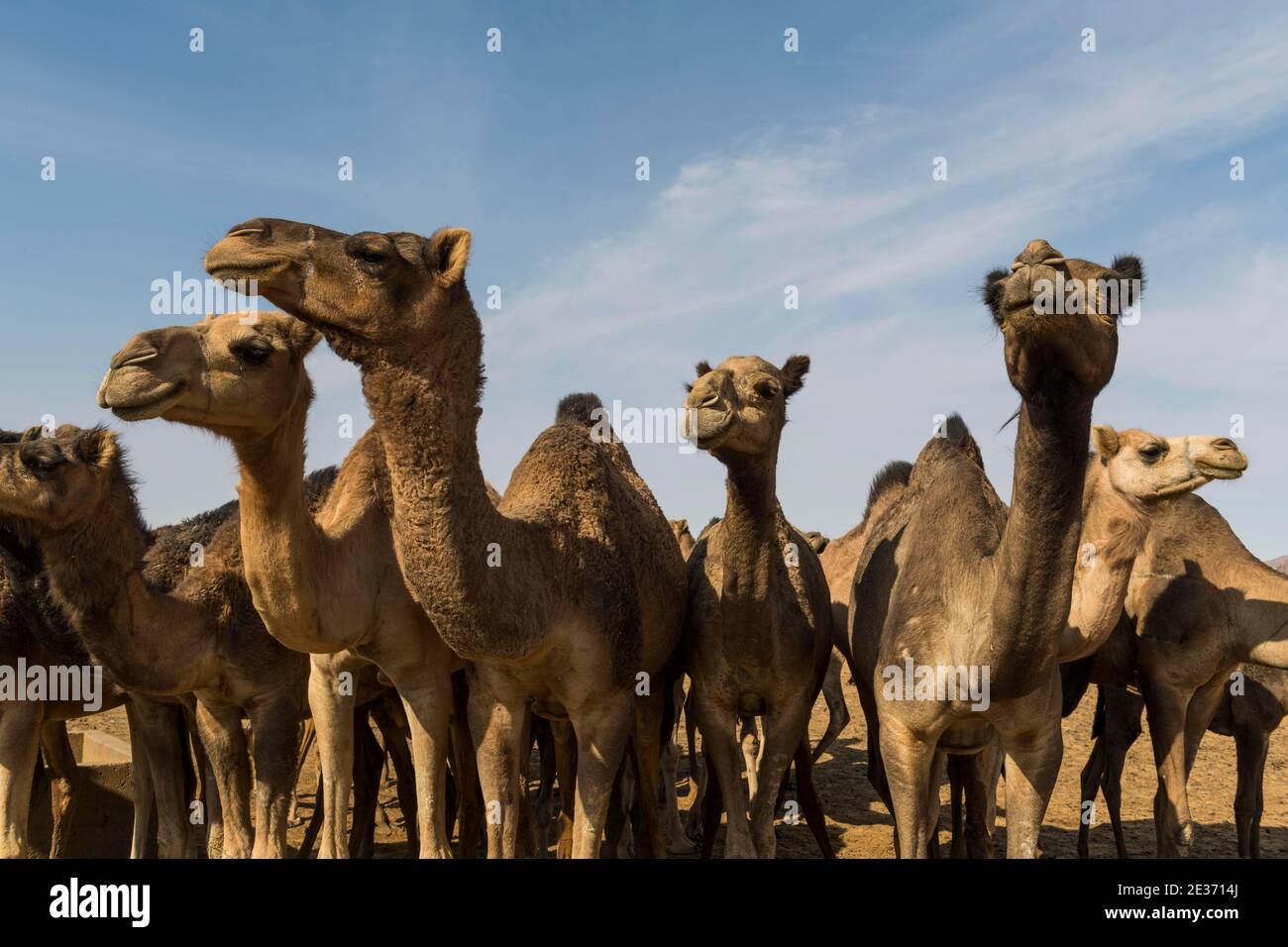 Mandria di cammelli, altopiano di Ennedi, Ciad Foto Stock
