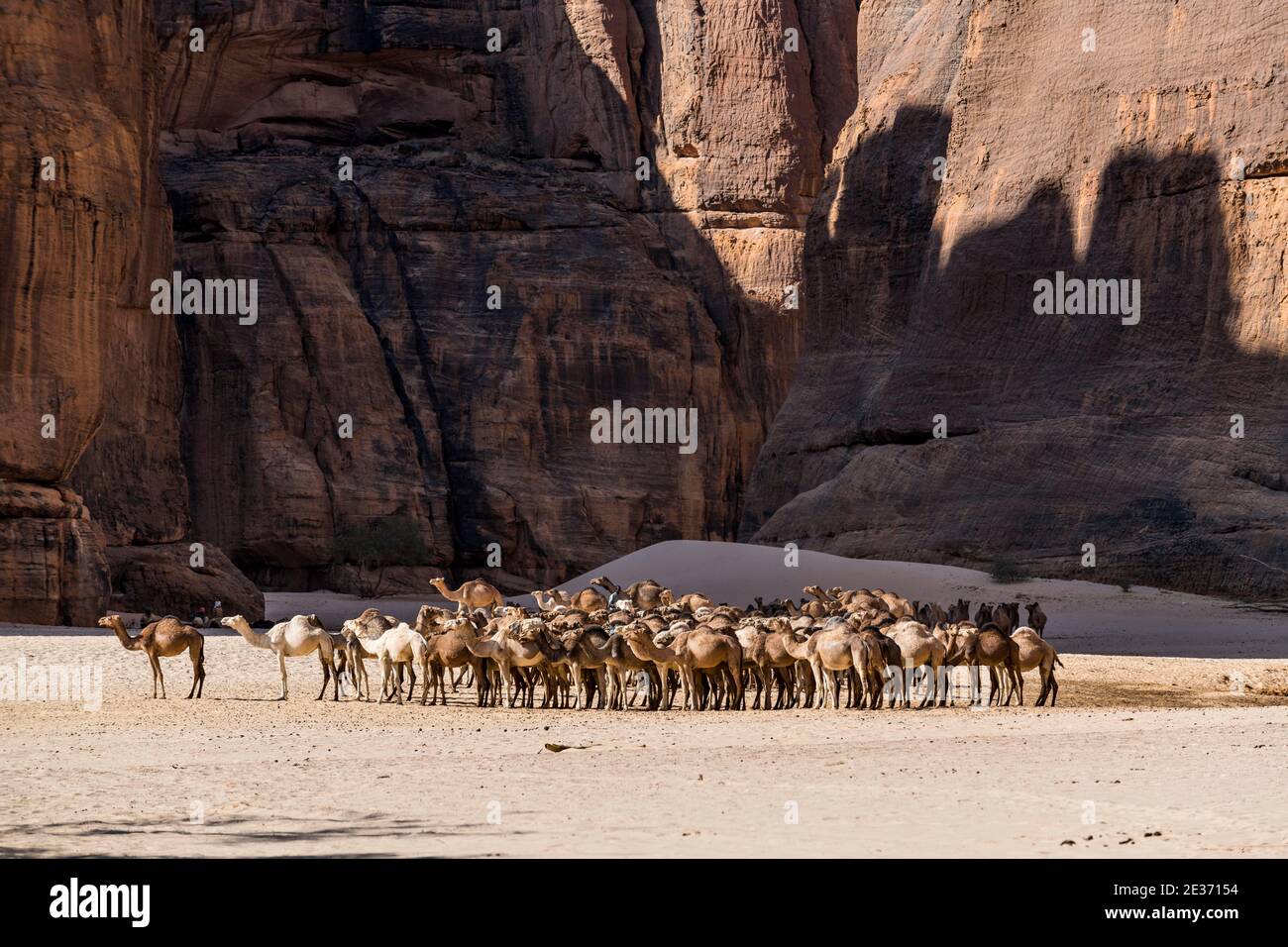 Mandria di cammelli, waterhole Guelta d'Archei, altopiano di Ennedi, Ciad Foto Stock