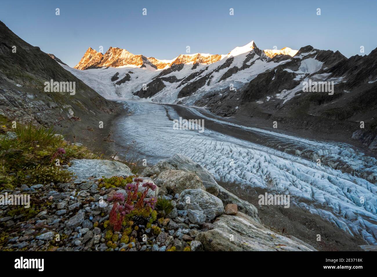 Alto paesaggio alpino, alba, lingua glaciale, ghiacciaio Unteres Eismeer, Finsteraarhorn, Agasszishorn, Grosses Fiescherhorn, Oberland Bernese Foto Stock