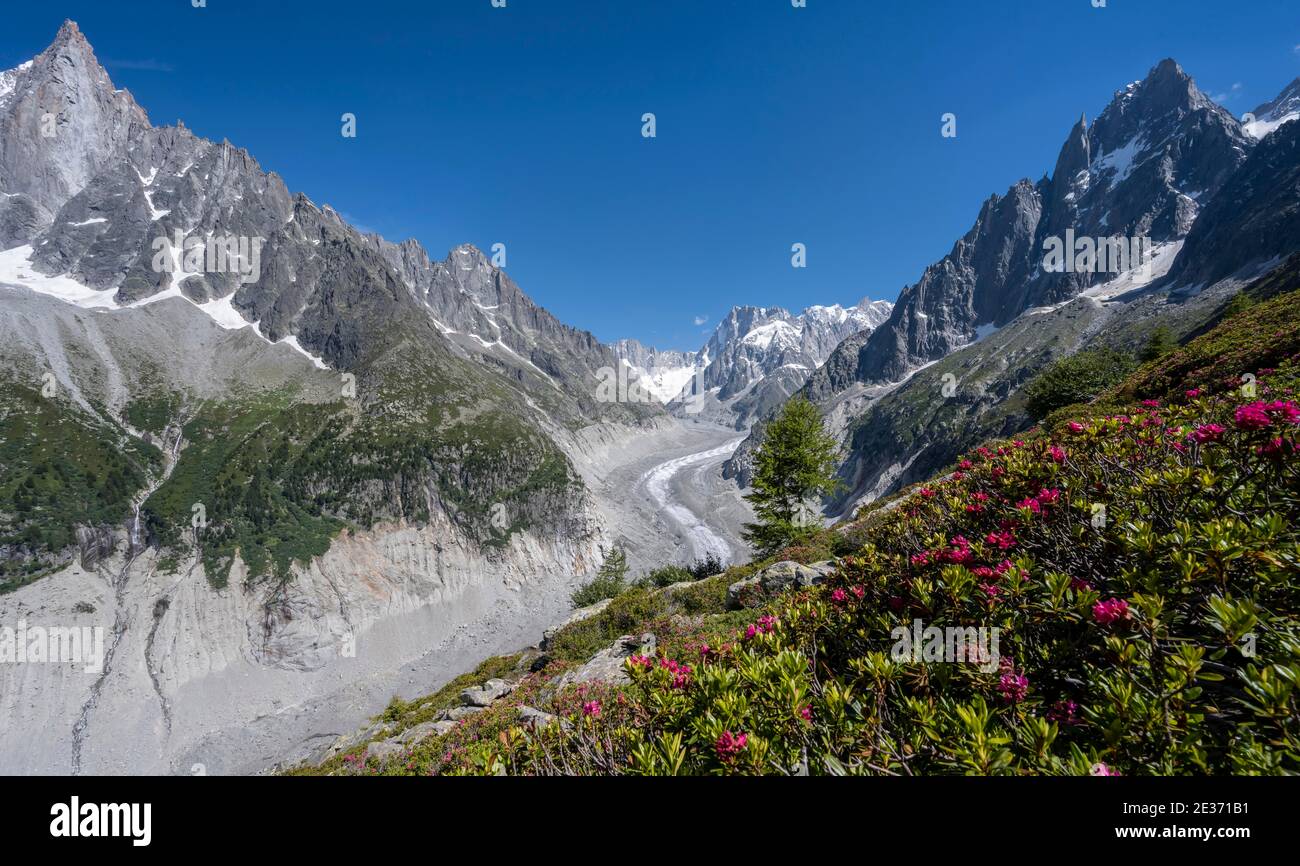 Rose alpine sul versante montano, lingua del ghiacciaio Mer de Glace, dietro Grandes Jorasses, zona del Monte Bianco, Chamonix, Francia Foto Stock