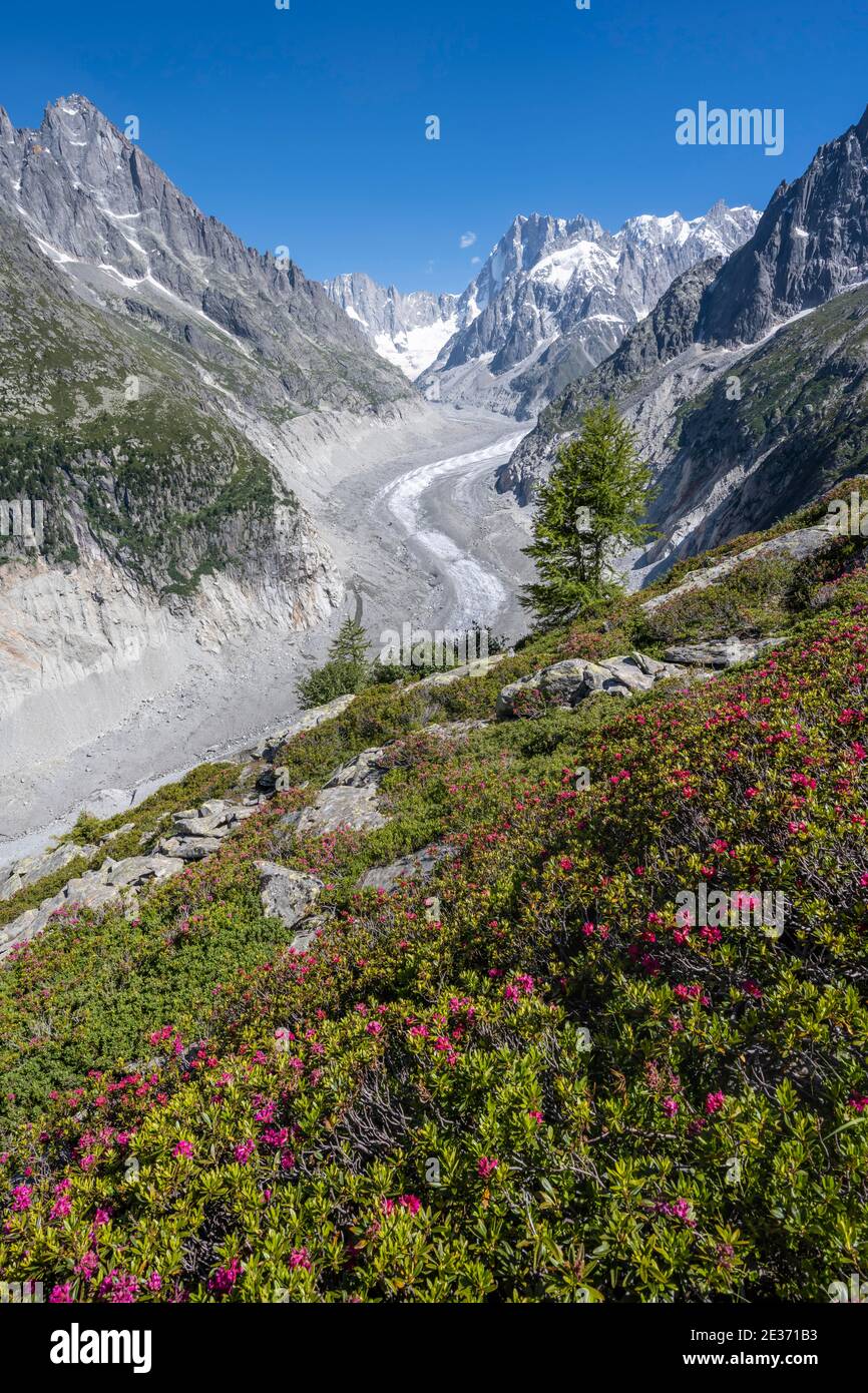 Rose alpine, lingua del ghiacciaio Mer de Glace, nella parte posteriore Grandes Jorasses, regione del Monte Bianco, Francia Foto Stock