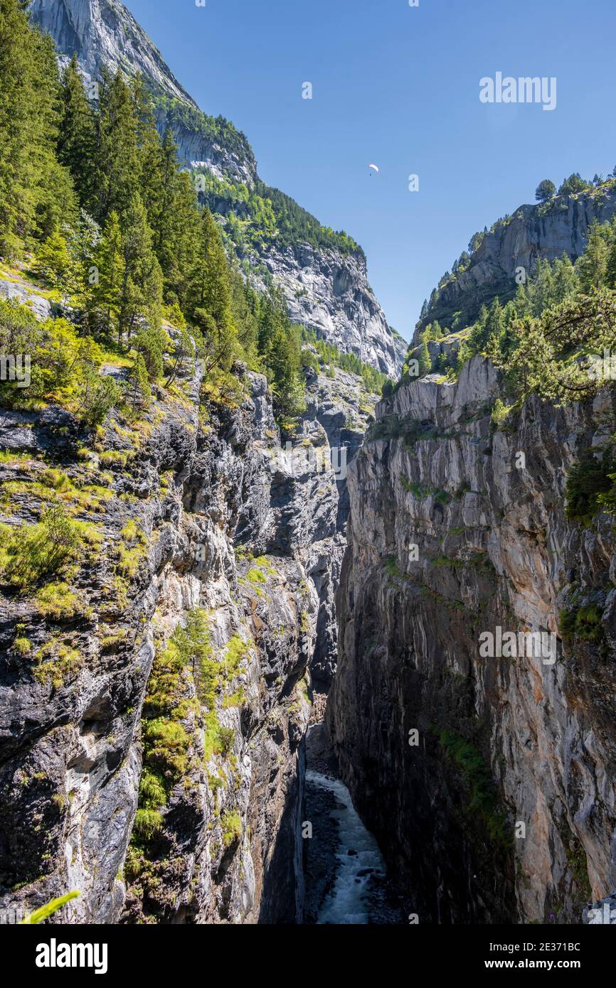 Gola, Weisse Luetschine, ghiacciaio Grindelwald-Fieschergletscher e cima del Walcherhorn, Oberland Bernese, Svizzera Foto Stock