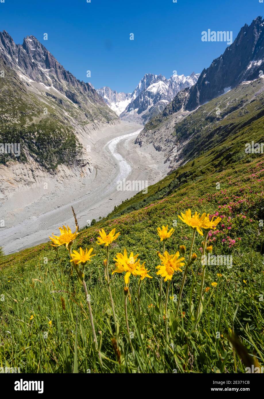 Fiori alpini gialli sulla montagna, lingua del ghiacciaio Mer de Glace, dietro Grandes Jorasses, massiccio del Monte Bianco, Chamonix, Francia Foto Stock