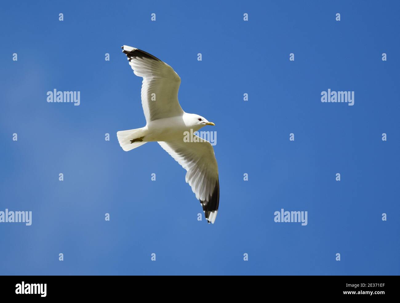 Common Gull, Larus canus, in volo, Findhorn Valley, Highlands, Scozia, 31 maggio 2016. Foto Stock