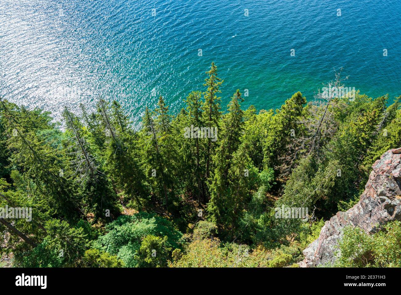 Alberi sulla costa del lago Vattern (Svezia) Foto Stock